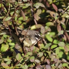 Rhipidura albiscapa at Yarralumla, ACT - 29 Jul 2018