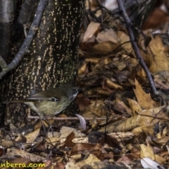 Sericornis frontalis (White-browed Scrubwren) at Yarralumla, ACT - 29 Jul 2018 by BIrdsinCanberra