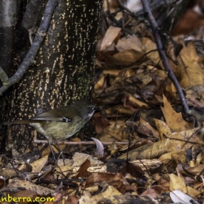 Sericornis frontalis (White-browed Scrubwren) at Yarralumla, ACT - 29 Jul 2018 by JonSteinbeck