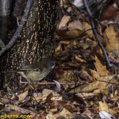 Sericornis frontalis (White-browed Scrubwren) at Lake Burley Griffin West - 28 Jul 2018 by BIrdsinCanberra