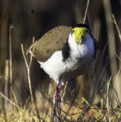Vanellus miles (Masked Lapwing) at Yarralumla, ACT - 29 Jul 2018 by BIrdsinCanberra