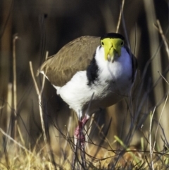 Vanellus miles (Masked Lapwing) at Yarralumla, ACT - 28 Jul 2018 by BIrdsinCanberra