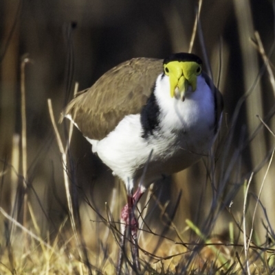 Vanellus miles (Masked Lapwing) at Yarralumla, ACT - 29 Jul 2018 by BIrdsinCanberra