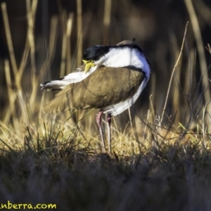 Vanellus miles at Yarralumla, ACT - 29 Jul 2018 08:49 AM