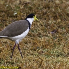 Vanellus miles at Yarralumla, ACT - 29 Jul 2018 08:49 AM