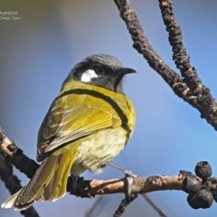 Nesoptilotis leucotis (White-eared Honeyeater) at Morton National Park - 13 Jul 2014 by Charles Dove