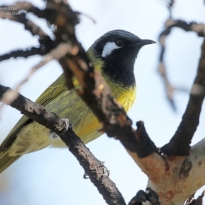 Nesoptilotis leucotis at Morton National Park - 14 Jul 2014