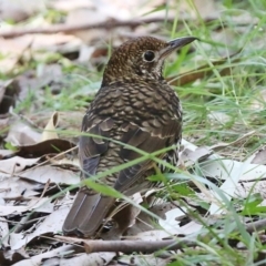 Zoothera lunulata (Bassian Thrush) at Ulladulla Reserves Bushcare - 20 Jul 2014 by CharlesDove