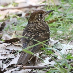 Zoothera lunulata at Ulladulla Reserves Bushcare - 20 Jul 2014 12:00 AM