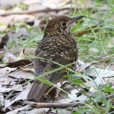 Zoothera lunulata (Bassian Thrush) at Ulladulla, NSW - 19 Jul 2014 by Charles Dove