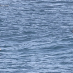 Thalassarche melanophris (Black-browed Albatross) at Ulladulla, NSW - 18 Jul 2014 by CharlesDove