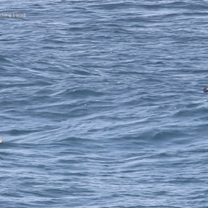 Thalassarche melanophris at Ulladulla, NSW - 18 Jul 2014