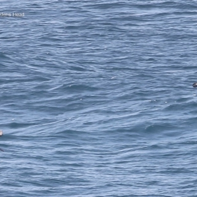 Thalassarche melanophris (Black-browed Albatross) at Ulladulla, NSW - 17 Jul 2014 by Charles Dove