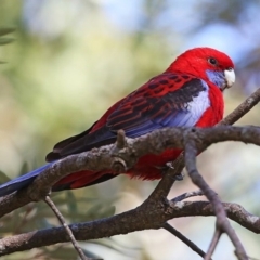 Platycercus elegans (Crimson Rosella) at Ulladulla - Warden Head Bushcare - 19 Jul 2014 by Charles Dove