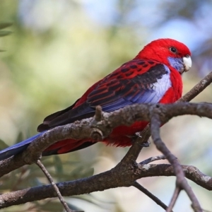 Platycercus elegans at Ulladulla, NSW - 20 Jul 2014