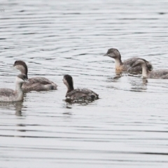 Poliocephalus poliocephalus (Hoary-headed Grebe) at Undefined - 14 Jul 2016 by CharlesDove