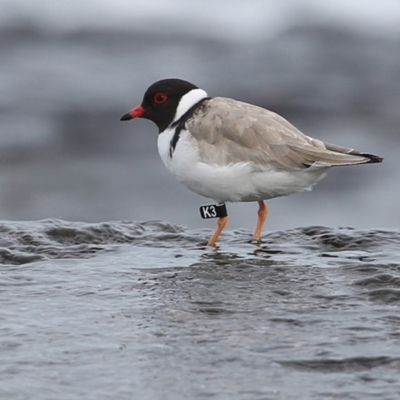 Charadrius rubricollis (Hooded Plover) at South Pacific Heathland Reserve - 17 Jul 2014 by Charles Dove