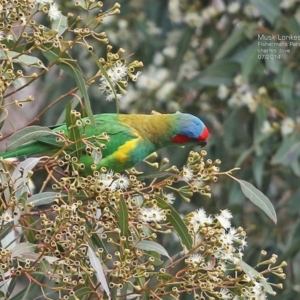 Glossopsitta concinna at Fishermans Paradise, NSW - 17 Jul 2014