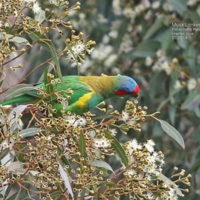 Glossopsitta concinna (Musk Lorikeet) at Fishermans Paradise, NSW - 17 Jul 2014 by CharlesDove