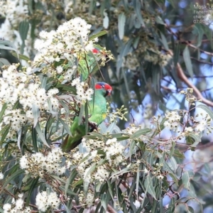 Glossopsitta concinna at Fishermans Paradise, NSW - 17 Jul 2014