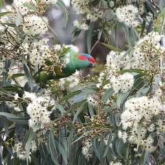 Glossopsitta concinna at Fishermans Paradise, NSW - 17 Jul 2014