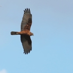 Circus approximans (Swamp Harrier) at Conjola, NSW - 15 Jul 2014 by CharlesDove