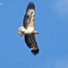 Haliaeetus leucogaster (White-bellied Sea-Eagle) at Lake Conjola, NSW - 14 Jul 2014 by Charles Dove