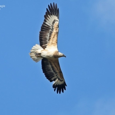 Haliaeetus leucogaster (White-bellied Sea-Eagle) at Lake Conjola, NSW - 14 Jul 2014 by Charles Dove