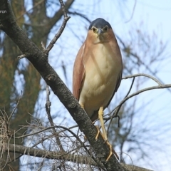 Nycticorax caledonicus (Nankeen Night-Heron) at Burrill Lake, NSW - 9 Jul 2014 by CharlesDove