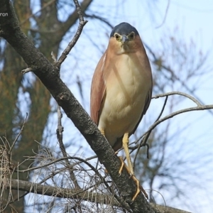 Nycticorax caledonicus at Burrill Lake, NSW - 9 Jul 2014