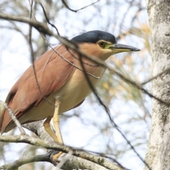 Nycticorax caledonicus at Burrill Lake, NSW - 9 Jul 2014