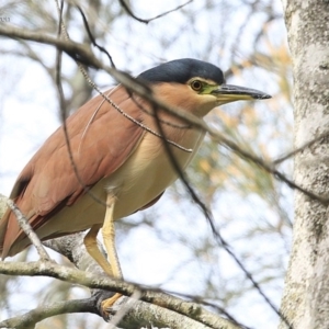 Nycticorax caledonicus at Burrill Lake, NSW - 9 Jul 2014