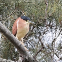 Nycticorax caledonicus at Burrill Lake, NSW - 9 Jul 2014