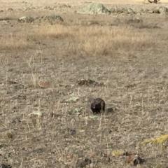 Tachyglossus aculeatus (Short-beaked Echidna) at Mulligans Flat - 28 Jul 2018 by Mothy