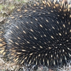 Tachyglossus aculeatus at Gungahlin, ACT - 28 Jul 2018