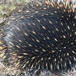 Tachyglossus aculeatus at Gungahlin, ACT - 28 Jul 2018 02:50 PM