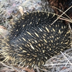 Tachyglossus aculeatus (Short-beaked Echidna) at Mulligans Flat - 28 Jul 2018 by Mothy