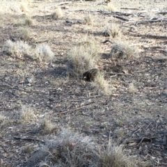 Tachyglossus aculeatus at Gungahlin, ACT - 28 Jul 2018