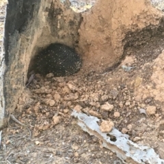 Tachyglossus aculeatus (Short-beaked Echidna) at Mulligans Flat - 21 Jul 2018 by Mothy