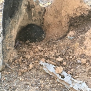 Tachyglossus aculeatus at Gungahlin, ACT - 21 Jul 2018