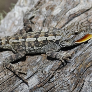 Amphibolurus muricatus at Creewah, NSW - 26 Dec 2007