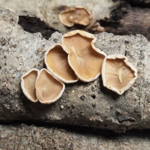 Schizophyllum amplum at Macquarie, ACT - 29 Jul 2018 02:03 PM