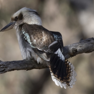 Dacelo novaeguineae (Laughing Kookaburra) at Tuggeranong Hill - 30 Jul 2018 by AlisonMilton