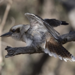 Dacelo novaeguineae at Conder, ACT - 30 Jul 2018 11:10 AM