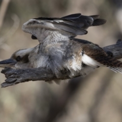 Dacelo novaeguineae at Conder, ACT - 30 Jul 2018 11:10 AM