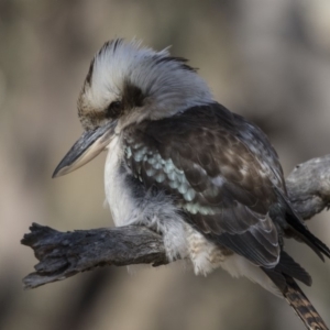 Dacelo novaeguineae at Conder, ACT - 30 Jul 2018 11:10 AM