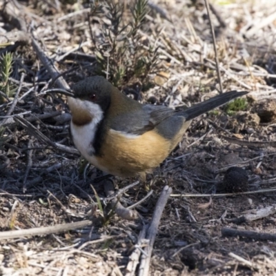 Acanthorhynchus tenuirostris (Eastern Spinebill) at Conder, ACT - 30 Jul 2018 by Alison Milton