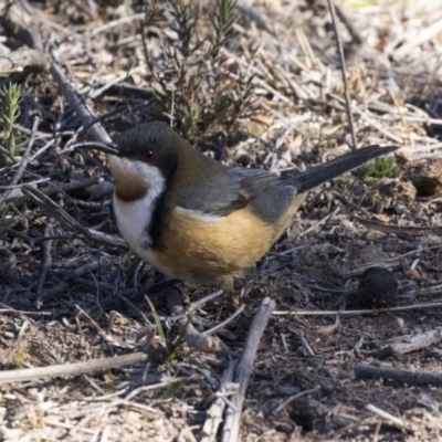 Acanthorhynchus tenuirostris (Eastern Spinebill) at Tuggeranong Hill - 30 Jul 2018 by AlisonMilton