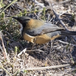 Acanthorhynchus tenuirostris at Conder, ACT - 30 Jul 2018