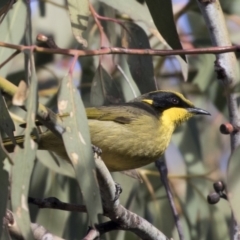 Lichenostomus melanops (Yellow-tufted Honeyeater) at Conder, ACT - 30 Jul 2018 by AlisonMilton
